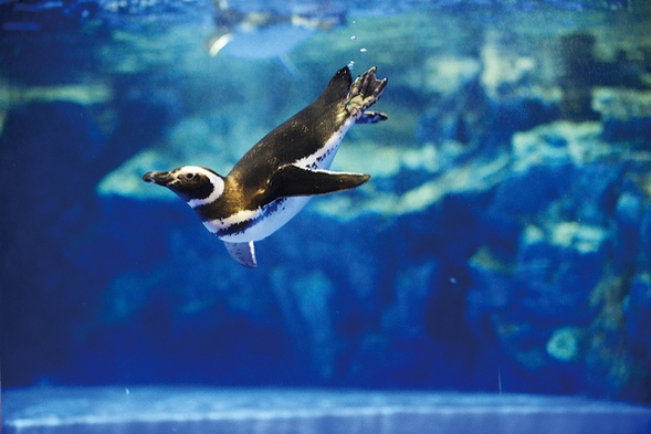 【過ごし方は自由気まま】すみだ水族館入場券付きご宿泊プラン